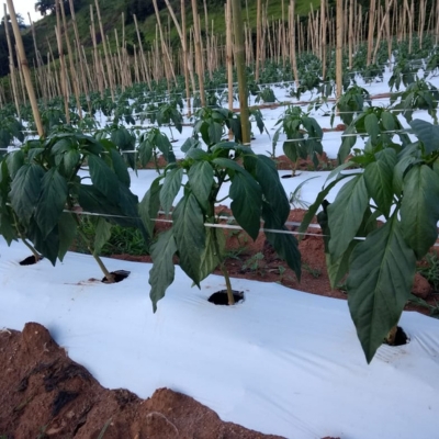 Mulching Preto e Branco Nortène